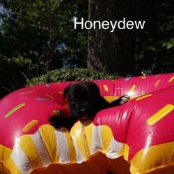 Honeydew/Shepherd/Female/Baby Adopt a dog:Honeydew/Shepherd/Female/Baby,Honeydew and her siblings will be 8 weeks old on 9/9/24!
We are taking applications now. They will be at Your Pets Naturally (6439 28th St SE Grand Rapids, MI 49546) on Saturday, September 7 from 12-2pm to meet.
They will be adopted with a spay/neuter appointment scheduled. Anyone adopting them before that day will sign a contract agreeing to bring them to that appointment.
If you'd like to get pre-approved, fill out an online application at www.figandfriendspetrescue.org/adopt