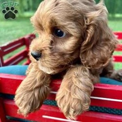 Tiana/Cavapoo									Puppy/Female	/14 Weeks,Meet our sweet Cavapoo puppy, Tiana! Her mom is a red Cavalier, and her dad is a red mini poodle. She is the perfect mix of poodle and cavalier that gives her that curly red coat with white markings. This little gal is vet checked and up to date on shots and wormer, plus comes with a health guarantee provided by the breeder! Tiana is friendly and well socialized and she is currently being family raised with our three children, making her a perfect addition to your family home! If you would like more information, text or call Steve Stoltzfus now!