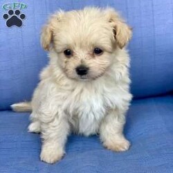 Davy/Pomapoo Puppy/Male /7 Weeks Davy/Pomapoo Puppy/Male /7 Weeks,Davy is a sweet Pomapoo puppy. He is living in our home with children and other family dogs. He is very social and outgoing. Davy is eating dry puppy food and weened from his mother . He has been vet checked , dewormed, and first set of shots! We play with Davy daily multiple times a day. Also, he is going out to grass for potty training . Call to come visit Davy or for any videos!