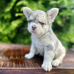 Sylvester/French Bulldog									Puppy/Male	/10 Weeks,Meet Sylvester, the charming lilac and tan Merle French Bulldog! This fluffy little guy is not only adorable with his stunning coat but also comes with a clear vet check, AKC registration, and is genetically clear. Sylvester’s friendly and social personality makes him a perfect addition to any family. Don’t miss your chance to bring home this lovable companion!