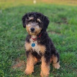 Venus/Mini Bernedoodle									Puppy/Female	/July 27th, 2024,Beartown Doodles is excited to introduce Venus from the Galaxy litter. She is a sweet mini bernedoodle puppy raised with lots of love. Venus would love to have someone to be her furever companion. Mama Molly did an amazing job raising this litter, she is a 30lb mini bernedoodle who is very loving and affectionate. Enzo (Dad) is a beautiful blue merle   mini bernedoodle. Both parents are genetic health tested giving you peace of mind that you will be getting a healthy puppy.