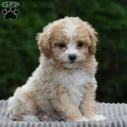 Parsley/Bich-Poo									Puppy/Female	/9 Weeks,To contact the breeder about this puppy, click on the “View Breeder Info” tab above.