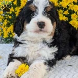 Molly/Mini Bernedoodle									Puppy/Female	/6 Weeks,Hello everyone! Meet our very precious little girl, sweet Molly. She is a beautiful F1 Mini bernadoodle with a beautiful coat of soft wavy hair! Her momma is a beautiful Bernese mountain dog and dad is a Mini poodle. Molly will be between 25 and 35lbs fully grown. She has a super sweet temperament and plays very well with kids! She is sure to make the perfect companion to anyone giving her lots of love!:) she loves to cuddle and give lots of kisses she will be available to her new home on October 1st. She is a very happy and healthy little gal!