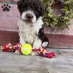 Halo/Portuguese Water Dog									Puppy/Male	/August 13th, 2024,Hi, I’m Halo! I’m just the cutest puppy ever, and I’d love to be yours! I’ll join you in your adventures — camping, swimming, fishing, boating, hiking — you name it. And then I’ll be ready for snuggles and kisses and hugs, and a game of fetch too!