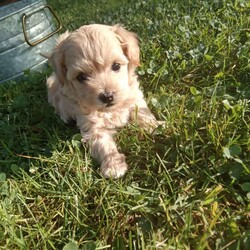 Honey/Havapoo									Puppy/Female	/6 Weeks,Hi there, I’m Honey! My name says it all, I’m sweet! I love nothing more to play outside on the lawn with my twin sister, and give kisses to my “people parents “. I am a havapoo pup, and I have my health check and vaccines all scheduled so that when the day arrives that I’m old enough to leave, I will have my health papers in hand. I  can’t wait to meet my forever family!!