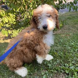 Adopt a dog:Earl Grey/Bernedoodle/Male/Baby,hi Earl Grey!

This good boy is a 3-month-old bernadoodle. He and his siblings came to us when the Lancaster breeder didn't sell them quickly enough. He is 15 lbs. and we are expecting him to be on the medium/bigger size.

The whole group is wonderful! They are friendly, happy and sweet. They love all people and have already mastered the sad puppy eyes when they are trying to get away with puppy mischief or if you give them a bath. They will be wonderful additions to any homes.

He will need to meet any resident dogs.

At this age, puppy classes will be very important so he could grow into the best dog possible.

He will come neutered, vaccinated, dewormed, microchipped and 4dx tested. 

**If you are serious about adoption, please fill out the adoption application on our website www.phoenixanimalrescue.com His adoption fee is $550**

Phoenix Animal Rescue
Chester Springs, PA
Kennel License #5152