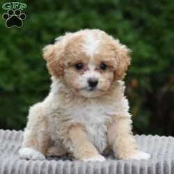 Parsley/Bich-Poo									Puppy/Female	/9 Weeks,To contact the breeder about this puppy, click on the “View Breeder Info” tab above.