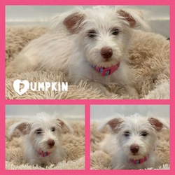 Pumpkin/Yorkshire Terrier/Female/Young