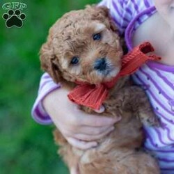 Ralph/Mini Goldendoodle									Puppy/Male	/August 6th, 2024,Oh sweet little Ralph, what a fluffy little cutie pie. He is the runt of the litter and gets extra snuggles. Ralph is so playful and fun! He is raised in our home with our 4 young children. He is given lots of love and socialization everyday. He is an F2b mini goldendoodle and should be about 15-20lbs full grown. The pups are in our home NEVER kept outside or in a barn! 