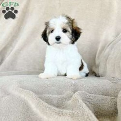 Sasha/Morkie / Yorktese Puppy/Female /11 Weeks Sasha/Morkie / Yorktese Puppy/Female /11 Weeks,Meet our Adorable Sasha! Sasha is a registered designer morkie! Sasha has beautiful chocolate parti coloring and is absolutely beautiful. Sasha’s parents are genetic health tested. Sasha comes with a genetic health guarantee. Sasha has been potty trained, microchipped , vaccinated, vet checked, raised around small children and of course pre spoiled! Sasha will be sent home with her new harness, leash and seatbelt lanyard, new toys, dog food and all of her paperwork. We offer lifetime support with our puppies, no question is not important enough for us to answer! You won’t regret adopting this sweet girl!
