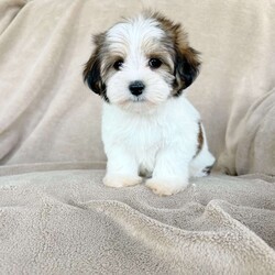 Sasha/Morkie / Yorktese Puppy/Female /11 Weeks Sasha/Morkie / Yorktese Puppy/Female /11 Weeks,Meet our Adorable Sasha! Sasha is a registered designer morkie! Sasha has beautiful chocolate parti coloring and is absolutely beautiful. Sasha’s parents are genetic health tested. Sasha comes with a genetic health guarantee. Sasha has been potty trained, microchipped , vaccinated, vet checked, raised around small children and of course pre spoiled! Sasha will be sent home with her new harness, leash and seatbelt lanyard, new toys, dog food and all of her paperwork. We offer lifetime support with our puppies, no question is not important enough for us to answer! You won’t regret adopting this sweet girl!