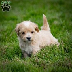 Clyde/Maltipoo									Puppy/Male	/July 17th, 2024,Clyde is a delightful male Maltipoo puppy with a tan and white coat, looking for his forever home! As a mix between a Maltese and a Toy Poodle, Clyde combines the best of both breeds – a charming personality, known for being affectionate, intelligent, and playful, along with a non-shedding, hypoallergenic coat. Maltipoos are excellent companions, making them perfect for families, singles, or seniors alike.