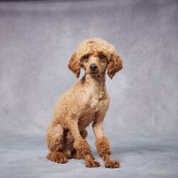 Tito/Miniature Poodle									Puppy/Male	/8 Weeks,Meet Tito, a charming Mini Poodle who is eagerly waiting to bring joy to a loving forever home! Raised in a family setting, Tito is well-socialized and loves to be around people of all ages. He’s already been vet checked, microchipped, and is up to date on his vaccines and dewormer, as well as clear for genetic disorders.  You know he’s healthy and ready for adventure. With his sweet personality and gentle nature, Tito will quickly become a beloved member of your family. Plus, he comes with a health guarantee for added peace of mind. Delivery options are available, making it easy to welcome Tito home, no matter where you are. Don’t miss the chance to meet this adorable little guy—reach out today and let Tito fill your home with love and happiness!