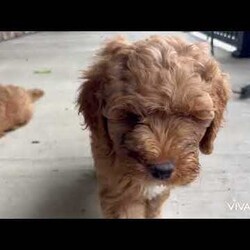 Lacey/Cockapoo									Puppy/Female	/9 Weeks,Our adorable Cockapoo puppies are searching for their forever loving homes! These delightful pups are family-raised with plenty of love and care, ensuring they are well-socialized and ready to bond with their new families. Their mom, Lana, is a gentle Cocker Spaniel with a sweet temperament, while their dad is a Mini Red Poodle known for his intelligence and affectionate nature. The combination of these two breeds creates puppies that are playful, loyal, and full of charm. Each puppy has been thoroughly vet-checked and is up-to-date on all vaccinations and dewormer, guaranteeing they are healthy and ready to join their new homes. If you’re looking for a furry friend to bring joy and companionship, these Cockapoo puppies are the perfect match!