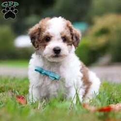 Biscuit/Maltipoo									Puppy/Male	/8 Weeks,Say hello to Biscuit, the lovable Maltipoo who’s ready to melt your heart! His mom, Macie, is an 11 lb Maltipoo with a sweet and gentle personality. She enjoys quiet moments with her family and has a nurturing side that shines through in everything she does. Dad, Danny, is a lively 19 lb Poodle who loves to play and show off his energetic, fun-loving spirit. Together, they’ve passed on the perfect mix of playfulness and affection to this little guy.