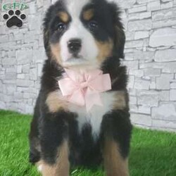 CARMA/Bernese Mountain Dog									Puppy/Female	/6 Weeks,LOOK AT ME! A happy healthy friendly fluffy playful puppy. Raised in the rolling hills of holmes County. Where we play outside everyday. Come meet me or I can be transported to your front door for a small additional fee.text or call for more info. 