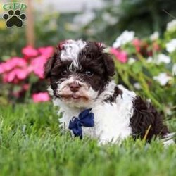 Lucky/Havanese									Puppy/Male	/9 Weeks,Lucky is an adorable AKC registered Havanese puppy with a silky, wavy coat that’s a beautiful shade of white with patches of brown, just like his mom, Debbie. He has inherited his dad, Jasper’s, petite stature, he weighs in at a dainty 10lbs. Lucky is a perfect blend of his parents, showcasing the best traits of both.