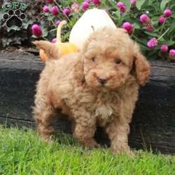 Denver/Miniature Poodle									Puppy/Male	/10 Weeks,Say hello to Denver, a goofy and fun Miniature Poodle puppy! This friendly pup is vet checked, up to date on shots and wormer, plus comes with a health guarantee provided by the breeder. Denver is well socialized and accustomed to being around children. To find out more about this perfect pup, please contact Aaron & Naomi today!