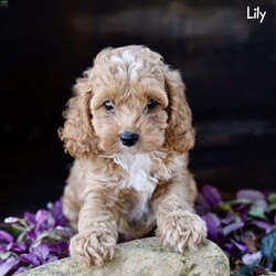 Lily/Cockapoo									Puppy/Female	/8 Weeks,Meet Lily and Lila, two adorable Cockapoo puppies who are eagerly looking for their loving forever homes! These sweet girls have been raised in a family environment, ensuring they are well-socialized, playful, and affectionate. They’ve received the best care and attention, having been vet checked and kept up to date on their shots and dewormer, so they’re in perfect health and ready to be your new companions. Their mom is a gentle Cocker Spaniel, and their dad is a handsome red Mini Poodle, giving these pups the ideal mix of intelligence, sweetness, and low-shedding coats. Lily and Lila are excited to bring joy and love into their new families!