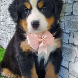 CARMA/Bernese Mountain Dog									Puppy/Female	/6 Weeks,LOOK AT ME! A happy healthy friendly fluffy playful puppy. Raised in the rolling hills of holmes County. Where we play outside everyday. Come meet me or I can be transported to your front door for a small additional fee.text or call for more info. 