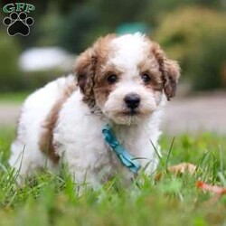 Biscuit/Maltipoo									Puppy/Male	/8 Weeks,Say hello to Biscuit, the lovable Maltipoo who’s ready to melt your heart! His mom, Macie, is an 11 lb Maltipoo with a sweet and gentle personality. She enjoys quiet moments with her family and has a nurturing side that shines through in everything she does. Dad, Danny, is a lively 19 lb Poodle who loves to play and show off his energetic, fun-loving spirit. Together, they’ve passed on the perfect mix of playfulness and affection to this little guy.