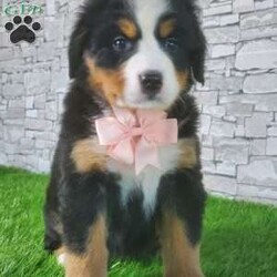 CARMA/Bernese Mountain Dog									Puppy/Female	/6 Weeks,LOOK AT ME! A happy healthy friendly fluffy playful puppy. Raised in the rolling hills of holmes County. Where we play outside everyday. Come meet me or I can be transported to your front door for a small additional fee.text or call for more info. 