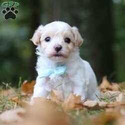 Percy/Maltipoo									Puppy/Male	/6 Weeks,Say hello to Percy! He is the missing little Fur baby in your life. This darling little gal has the cutest little face and softest, plush coat of a Maltipoo. You will fall in love with him the minute you meet him, no one can resist the cute, spunky, and sweet personality of this little one. Percy loves to play with his favorite people, always showing off his adorable little bounces and his little tail is constantly wagging. He loves to beg for toys and treats, knowing you can’t say no to all the cuteness. He has been receiving lots of loving attention and care since day one, preparing him to join his forever family with confidence. 