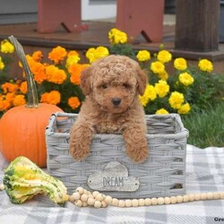 Hunter/Miniature Poodle									Puppy/Male	/8 Weeks,Meet Hunter, an adorable Miniature Poodle puppy! This family raised gal is socialized with children and ready for her forever home. She is vet checked and up to date on vaccinations & dewormer plus the breeder provides a 1-year genetic health guarantee for her. And, Hunter can be registered with the AKC.To learn more about this sweet pooch, call the breeder today!