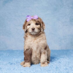 Cheyenne/Newfypoo									Puppy/Female	/10 Weeks,Meet this awesome litter of F1b Newlypoo puppies looking for a loving home! All of our puppies are raised in a family environment and are lots of fun. Skye, the mom, is an F1 Newlypoo weighing approximately 100 lbs. Finn, the dad, is a Standard Poodle weighing about 65 lbs and has been genetically health tested. These puppies will have great hypoallergenic qualities, will be low to non-shedding, and will be vet-checked. They are up-to-date on vaccines and dewormer and come with a 30-day health guarantee and a genetic guarantee. If you’re looking for your next loyal family companion or for more info, call or text today!