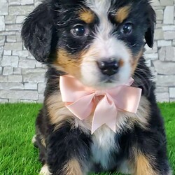 GIGI/Bernese Mountain Dog									Puppy/Female	/6 Weeks,LOOK AT ME.A happy healthy fluffy friendly playfully  little puppy. Born in the rolling hills of  holmes  country where we  play outside everyday. Come meet me or I can be transported to your front door for a small additional fee.text or call for more info. 