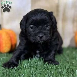 Autumn/Shih-Poo									Puppy/Female	/6 Weeks,Hey there, My name is Autumn! I am a very beautiful female Shihpoo puppy! I was born on September 6th, 2024. I am such a sweet and loveable little girl! I am looking for my new family, could that be with you? If you choose me I will come home to you vet checked with my vaccinations and deworming up to date, and I will also be microchipped. If you think that I would make the perfect little addition to your family, then please call or text to find out more information about me! I’m located in Canton, Ohio!