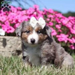 Sugar/Miniature Australian Shepherd									Puppy/Female	/11 Weeks,Meet Sugar, an adorable and lively AKC Australian Shepherd with a striking blue merle coat and bright, intelligent eyes. Her beauty is matched by her confident and cheerful personality, making her truly one-of-a-kind. Her friendly, outgoing nature lights up any room, and her enthusiasm is contagious. She’s growing up surrounded by love and receiving lots of attention, ensuring she’ll adapt smoothly to her new home. Her Mama, Candy is a sweet 18 lb Aussie with a heart of gold, while her dad, Dallas, is a 30 lb adventurous and intelligent Aussie. Sugar comes to her new family with a completed vet exam, up-to-date on vaccines and deworming, microchipped, and backed by a one-year genetic health guarantee. AKC registration paperwork is also included. For more information or to schedule a visit, call us anytime Monday through Saturday. -Wes & Karen Miller 