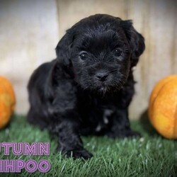 Autumn/Shih-Poo									Puppy/Female	/6 Weeks,Hey there, My name is Autumn! I am a very beautiful female Shihpoo puppy! I was born on September 6th, 2024. I am such a sweet and loveable little girl! I am looking for my new family, could that be with you? If you choose me I will come home to you vet checked with my vaccinations and deworming up to date, and I will also be microchipped. If you think that I would make the perfect little addition to your family, then please call or text to find out more information about me! I’m located in Canton, Ohio!