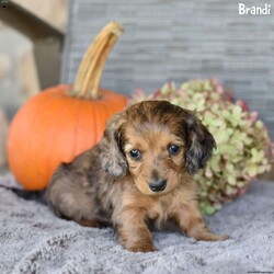 Brandi/Dachshund									Puppy/Female	/7 Weeks,Meet Brandi, an adorable mini Dachshund puppy looking for a loving home! Family-raised and well-socialized, Brandi will make a perfect addition to any household. Her mom, Connie, and dad, Rocky, have passed down their sweet temperament, making her both playful and affectionate. Brandi is up to date on her shots and dewormer, has been vet-checked, and comes with a 30-day health guarantee for peace of mind. She’s ACA registered and microchipped, ready for her forever family. Don’t miss out on the chance to bring this little bundle of joy home!