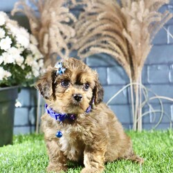 Rhett/Cavachon									Puppy/Male	/9 Weeks,Meet Rhett, a gorgeous fluffy Cavachon male puppy. This endearing bundle of joy boasts a charming personality that perfectly complements his stunning appearance. With soft, luxurious fur and a playful demeanor, Rhett is the ideal companion for families and individuals alike.