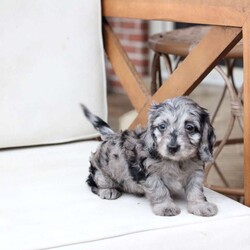 Hazel/Dachshund Mix									Puppy/Female	/9 Weeks,To contact the breeder about this puppy, click on the “View Breeder Info” tab above.