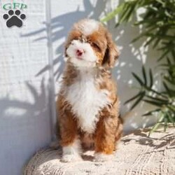 Rigatoni- micro/Mini Bernedoodle									Puppy/Female	/10 Weeks,Rigatoni is a Chocolate Tri Merle Micro Bernedoodle with 1 green and 1 blue eye! She is expected to weigh around 15-25lbs full grown!