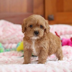 Gene/Cavapoo									Puppy/Female	/7 Weeks,Meet our sweet and playful Cavapoo puppy named Gene! She is a delightful girl that is filled with charm, she has already stolen our hearts with her playful personality and affectionate nature. She has a beautiful coat that’s perfect for cuddling, and her expressive eyes are full of curiosity and mischief. Whether she’s playing with her favorite toys or snuggling up for a nap, this little girl is just a ray of sunshine:) She would be the perfect addition to any loving home!