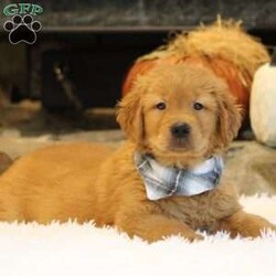 Jimbo/Golden Retriever									Puppy/Male	/10 Weeks,Jimbo will be the perfect addition to your family. She will be the life of the party. She will be a beaut and perfect to show off to your friends! She is wiggly and soft and so ready to become a part of your family… call us for more details.