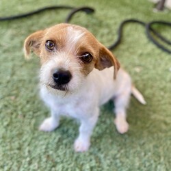 Adopt a dog:Chrissy/Jack Russell Terrier/Female/Young,Chrissy is a young female dog about a year old, with lots of love to give!  She is  gentle and loyal. Chrissy may be a bit dignified and quiet, but don't let that fool you - she has a playful side, too! She is a very well-behaved pup and she is smart, so she will likely learn your household rules in no time.  He is doesn't know how to walk on leash but is crate trained.  She would not do well in an apartment, but needs her own back yard. Chrissy does get along with other dogs and would prefer a playmate over children in the home. She will take some time to adjust to her new surroundings, but having another playful dog will help her adjust.  If you're looking for a nurturing, sweet and gentle friend, look no further than Chrissy!