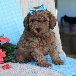 Braden/Mini Goldendoodle									Puppy/Male	/6 Weeks,Looking for a lovable Mini Goldendoodle baby with a gentle heart and playful spirit? You need to meed Braden! This little cutie is up to date on shorts and dewormer and vet checked! The mother Betty is a Mini Goldendoodle and the father Reno is a Mini Poodle. If you are searching for a well socialized puppy to snuggle and love contact us today!