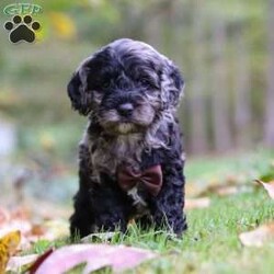 Arthur/Cockapoo									Puppy/Male	/6 Weeks,Meet Arthur, a sweet and playful Cockapoo with a heart full of love! His soft, wavy coat is perfect for snuggles, and his gentle nature makes him an ideal companion for any family. He loves to play, explore, and cuddle up after a fun-filled day. With his cheerful personality and affectionate demeanor, he’ll bring joy to an ordinary day. He is receiving lots of attention and care, ensuring he’s not only well-socialized but also incredibly loving and adaptable. His early experiences will help him develop into a confident and playful pup!