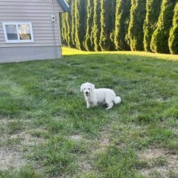 Tulip/Bich-Poo									Puppy/Female	/6 Weeks,Tulip is sweet cute and cuddly raised with lots of TLC and very well socialized.She would make outstanding family pet and loveable little companion.She will go home with a bag of food and a toy! We also do shipping