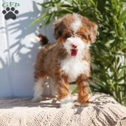 Rigatoni- micro/Mini Bernedoodle									Puppy/Female	/10 Weeks,Rigatoni is a Chocolate Tri Merle Micro Bernedoodle with 1 green and 1 blue eye! She is expected to weigh around 15-25lbs full grown!