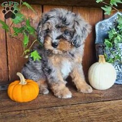 Remi/Cavapoo									Puppy/Female	/9 Weeks,Meet Remi!! She is a very fluffy little cavapoo with a sweet personality!! She loves playtime and snuggles! She is up to date with all vaccinations and dewormers, and is vet checked! 