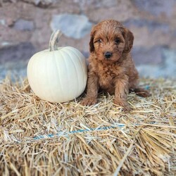 Sophie/Cavapoo									Puppy/Female	/9 Weeks,Meet this cute & cuddly Cavapoo puppy! Sophie is family raised with lots of love & care! Socialized by us & our children! Mom is a red Cavapoo & dad is a red Poodle.