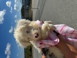 EMBER/Aussiedoodle/Female/Baby