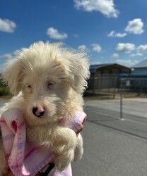 Adopt a dog:EMBER/Aussiedoodle/Female/Baby,