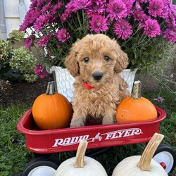 Gloria/Miniature Poodle									Puppy/Female	/9 Weeks,Gloria has a gentle and calm personality! Would be great for someone that is looking for a quiet puppy , she is vet checked, has first shots, and starting at 6 weeks old until she finds her new home she gets dewormed once a week, she will be ready for her forever home on October 18. First come, first serve,unless we have a down payment on the puppy , payment options are cash or Venmo 