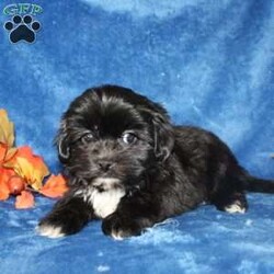 Xavier/Teddy Bear									Puppy/Male	/9 Weeks,Meet Xavier a handsome black first generation Shichon who is started on potty training and crate training. This cutie is started on potty training & crate training!  This little coal colored puppy will not have any health issues that will adversely affect their health. While other Teddy Bear Puppies may suffer from health issues as they age, this pup will have no predispositions to health concerns!  Each pup in this litter is up to date on shots and dewormer and vet checked! We offer the option for microchipping and a 1 Year Genetic Health Guarantee! 